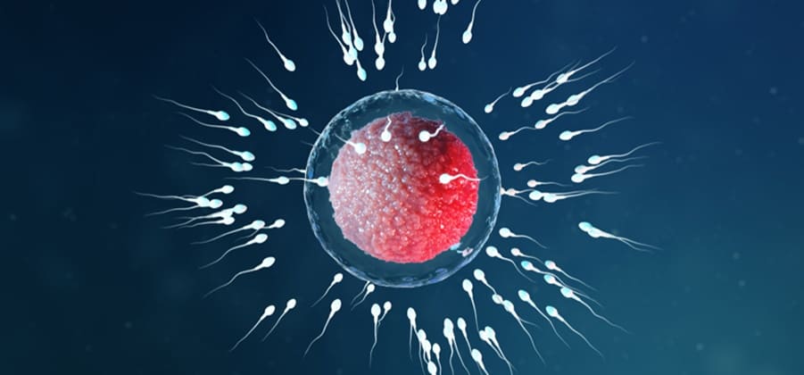 TESA TESE in Lucknow